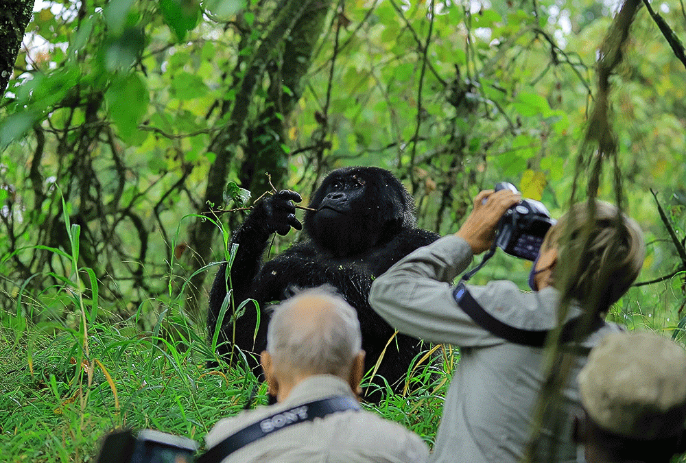 Photography Equipment for Capturing Luxury Gorilla Safari Memories