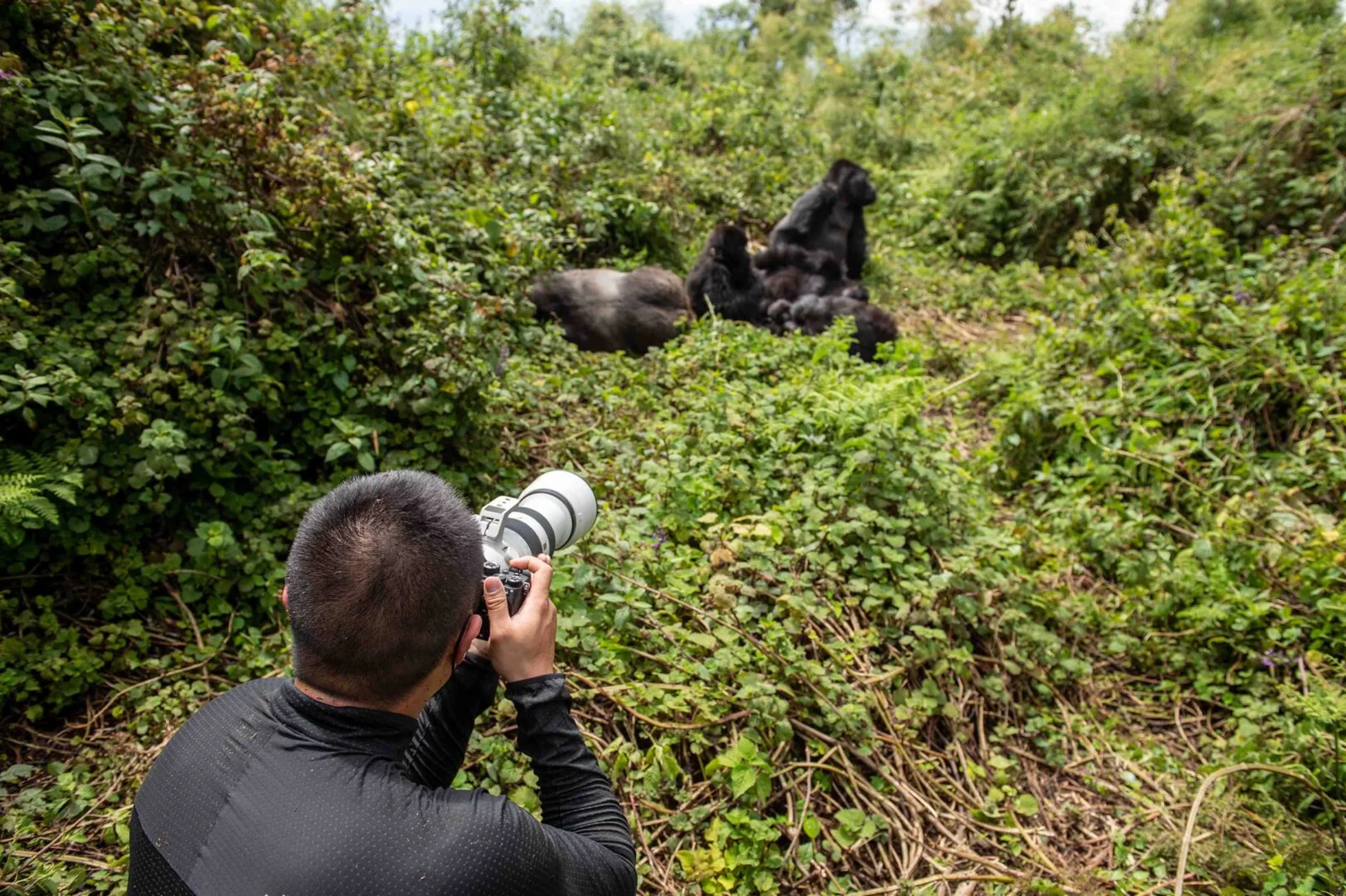 Photography Safaris in Rwanda and Uganda