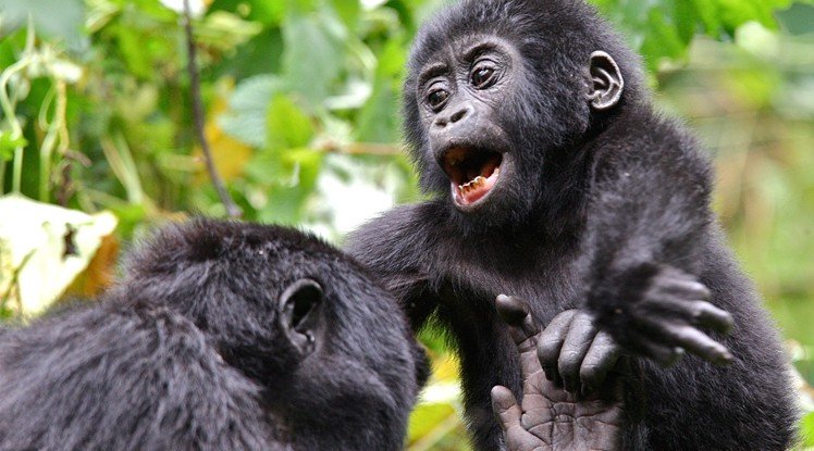 Private Family Gorilla Safari