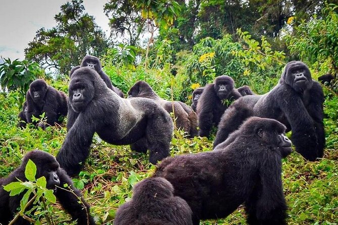 Private Gorilla Trekking Arrangements in Rwanda and Uganda