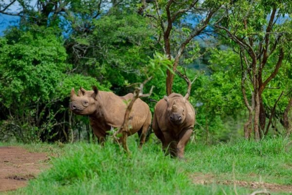 Rhinos in Akagera National Park Rwanda