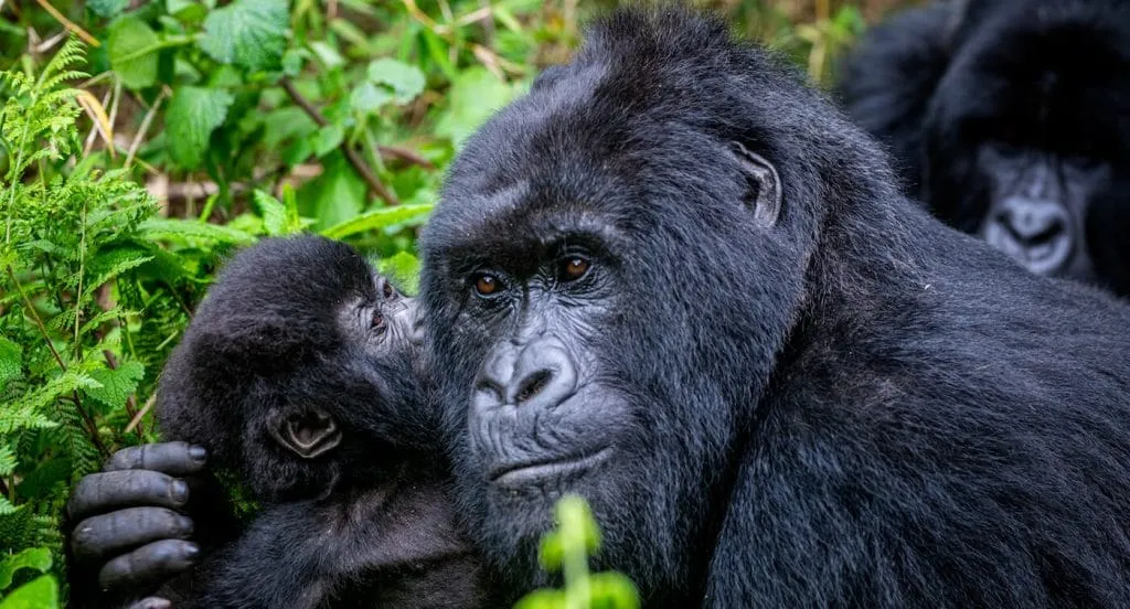 Romantic Experiences Beyond Gorilla Trekking