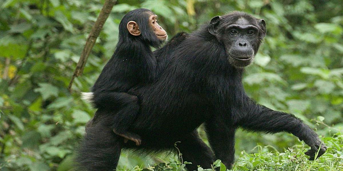 Rwanda Chimpanzee Trekking Tours