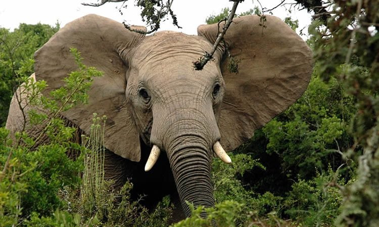 Rwanda Safari Packages