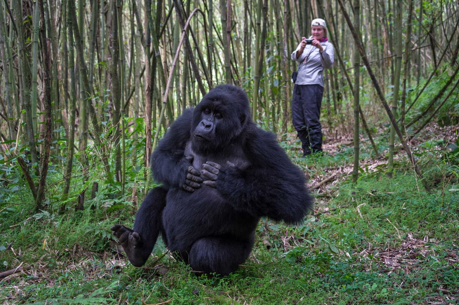 Rwanda Safari Packages for Solo Travelers