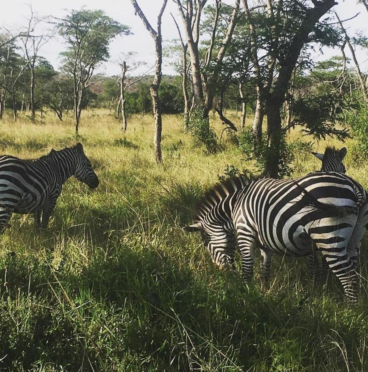 Rwanda Safari Packages