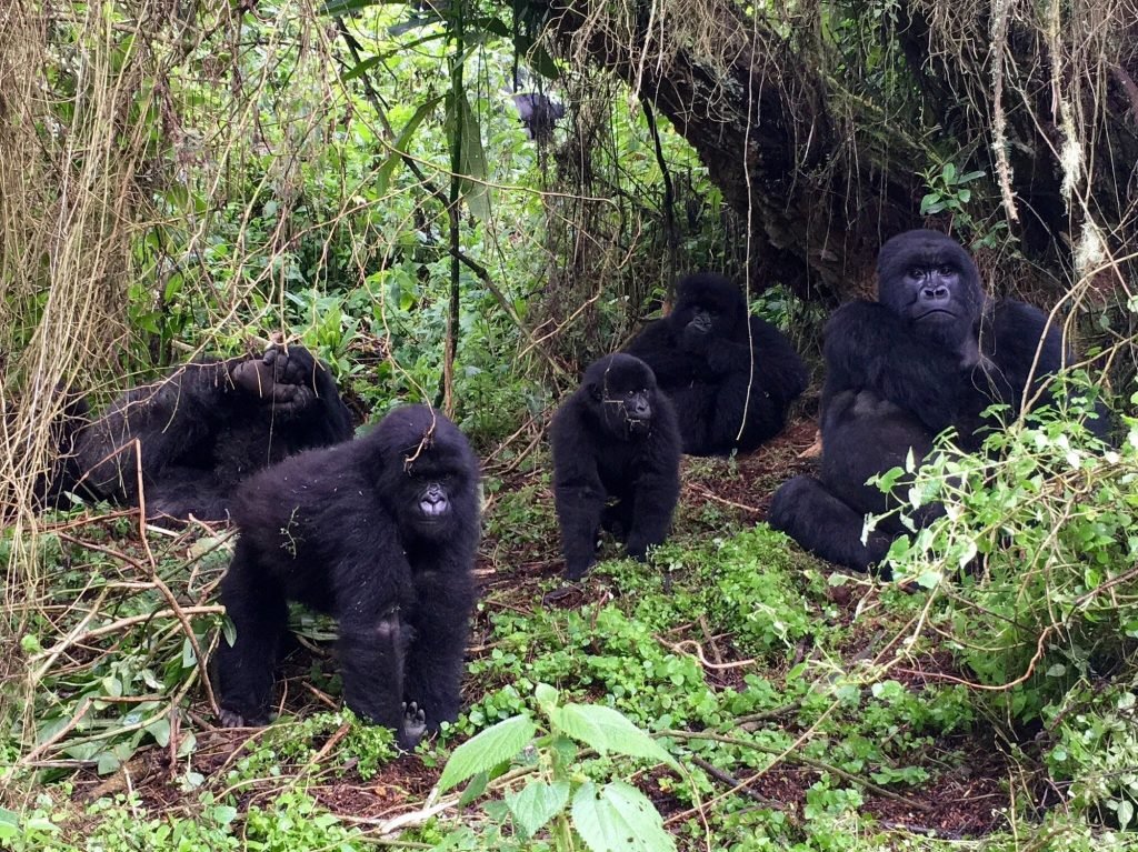 Rwanda Family Safari Experience