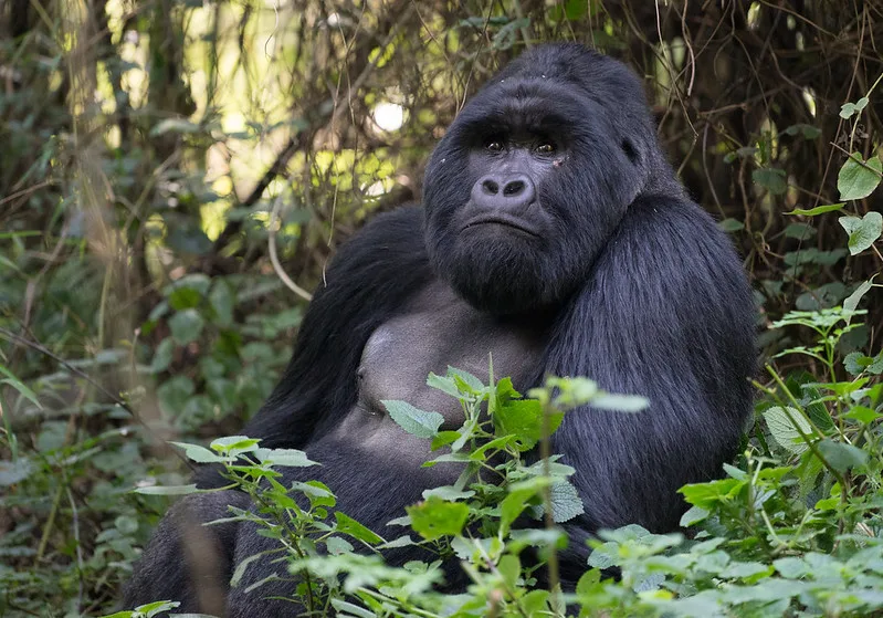 Rwanda Safaris from the UK