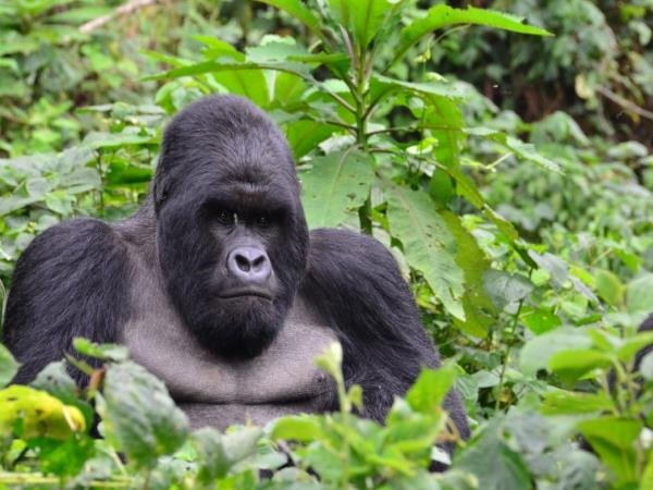 Rwanda Safari Experience