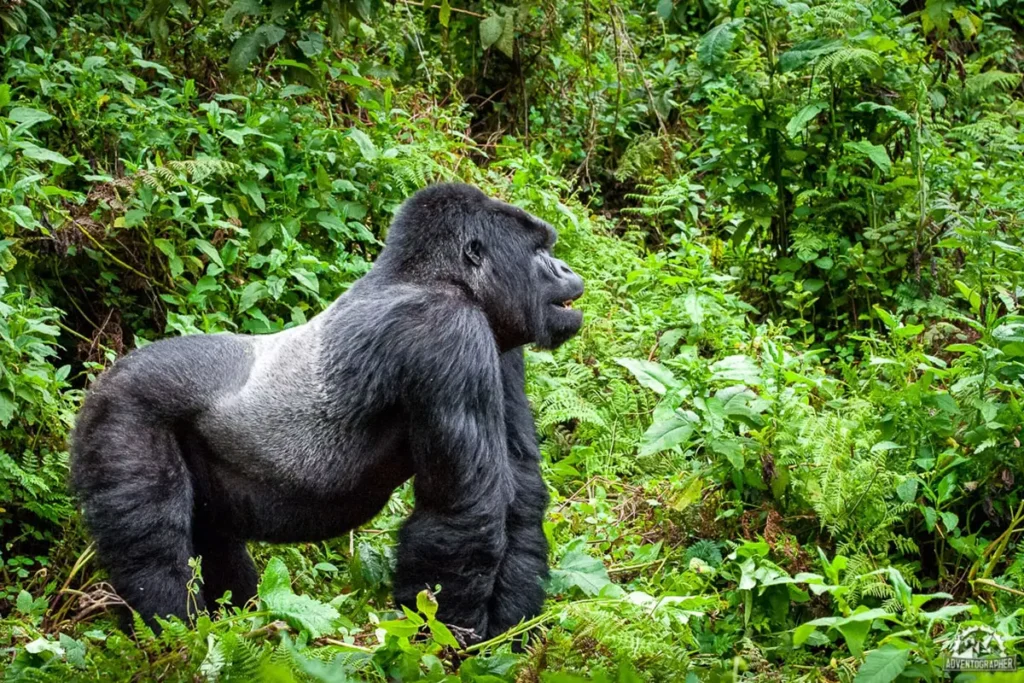 Silverback Gorilla Trekking in Rwanda