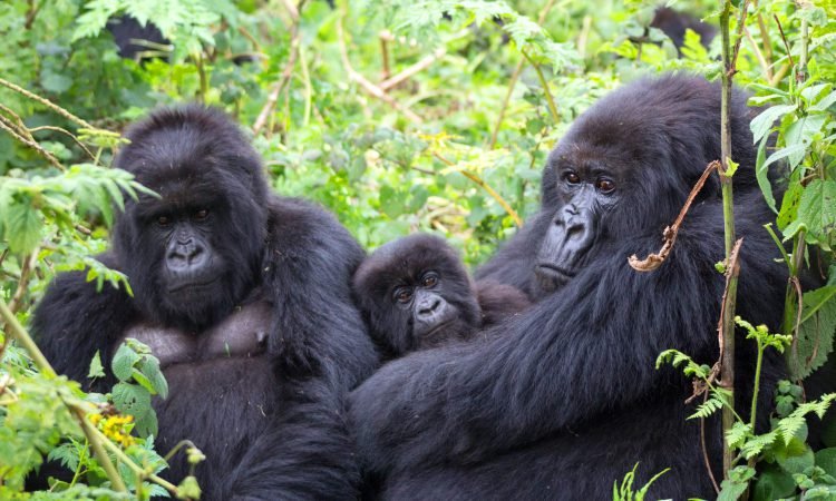 Standard Gorilla Safaris in Rwanda and Uganda