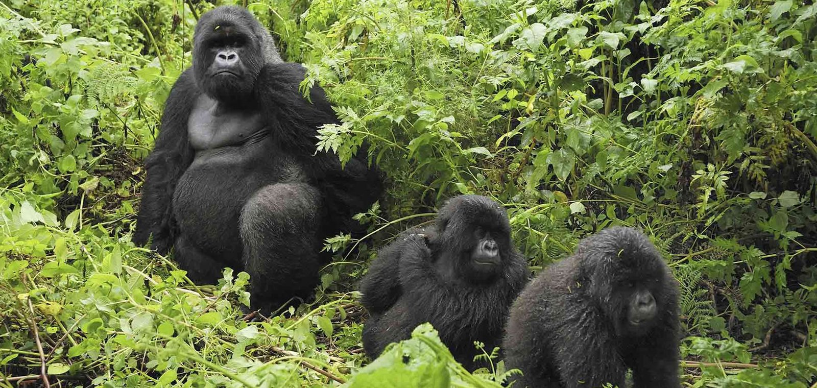 Tailor made luxury gorilla safaris