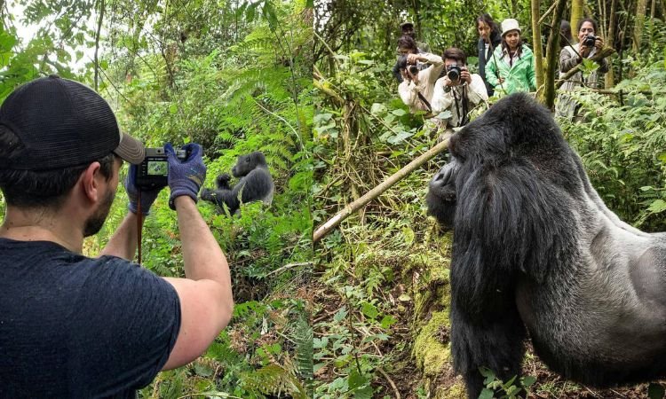 Photography Experience During Gorilla Trekking