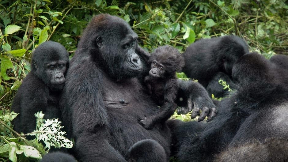 Romantic Mountain Gorilla Encounter for Couples