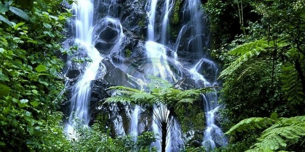 Waterfall trail in Nyungwe National Park