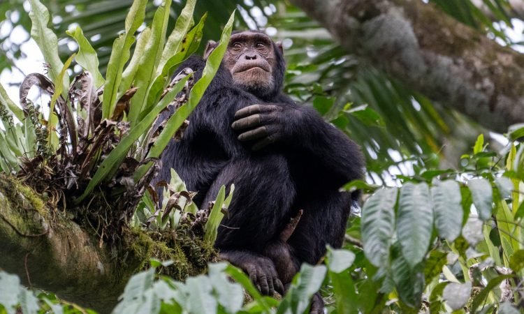 Trekking Chimpanzees of Nyungwe Forest National Park Rwanda