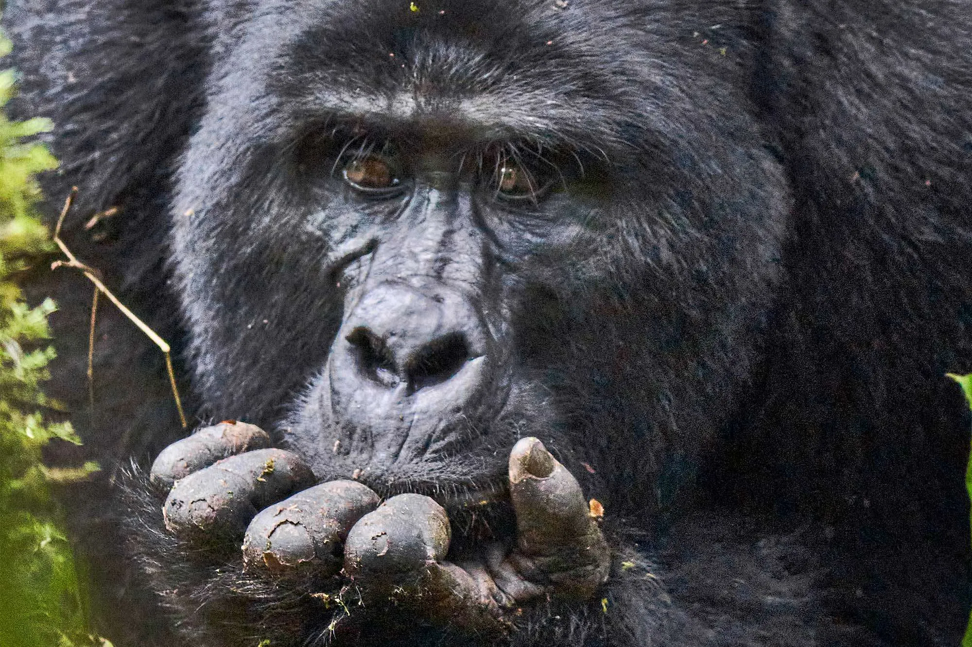 Uganda Gorilla Trekking from Kigali to Bwindi