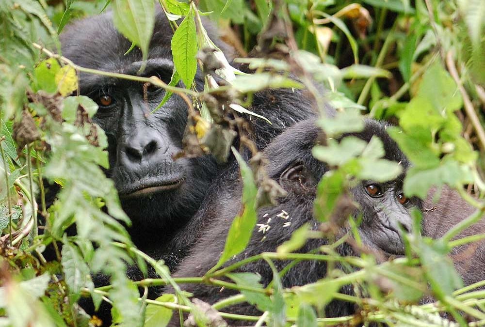 Understanding Uganda's Climate for Gorilla Trekking