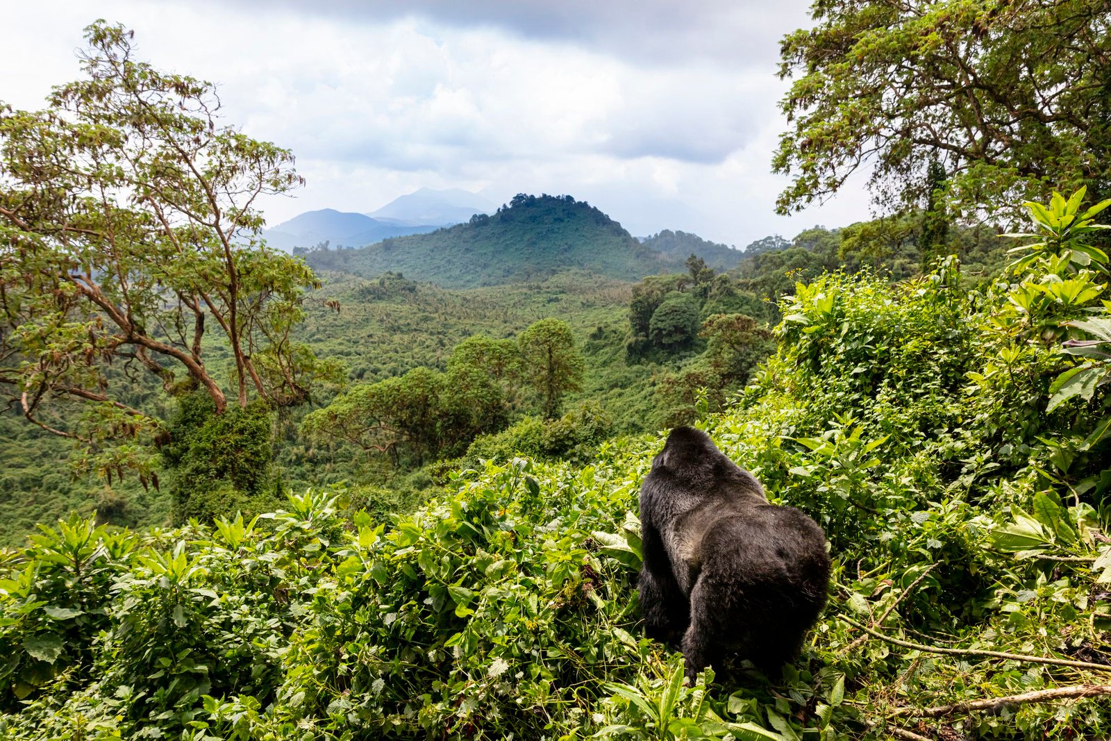 Volcanoes National Park Rwanda