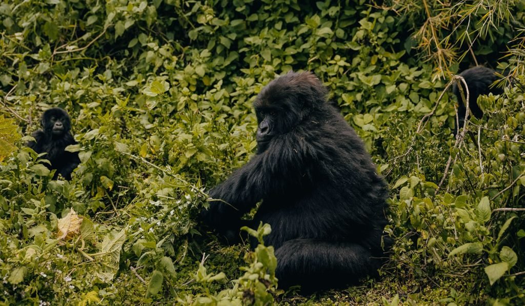 Best Time to Visit Rwanda for Safaris