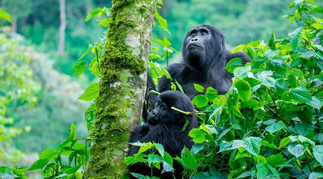 Uganda Safari Experience