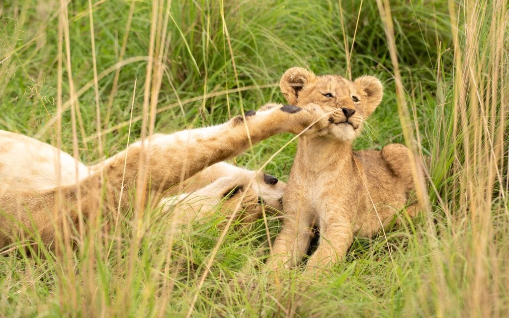 Rwanda Family Safari Experience