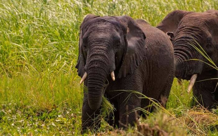 Rwanda Gorilla Safari Experience