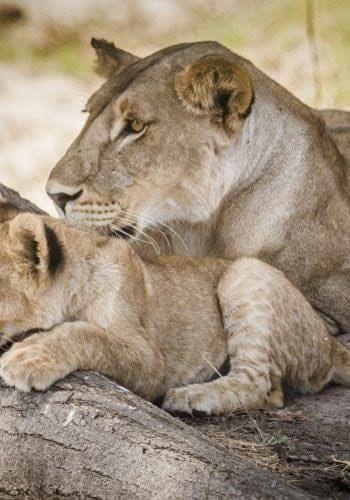 Rwanda Safari Experience