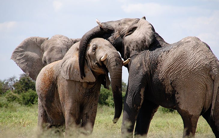 Rwanda Family Safari Experience
