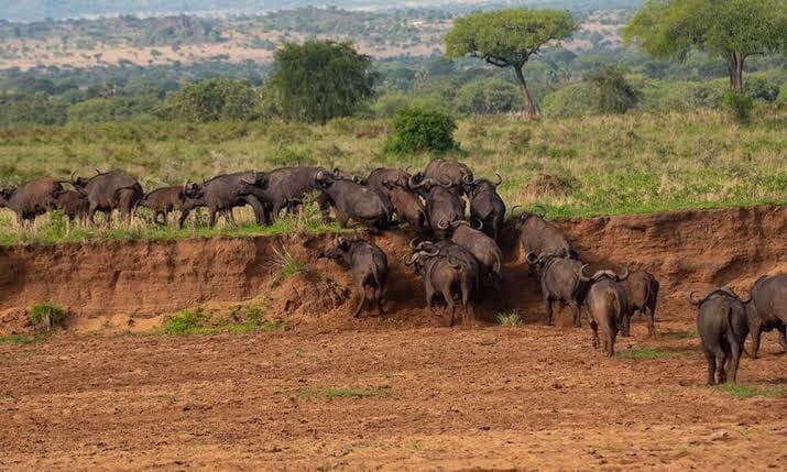 Rwanda Safari Experience