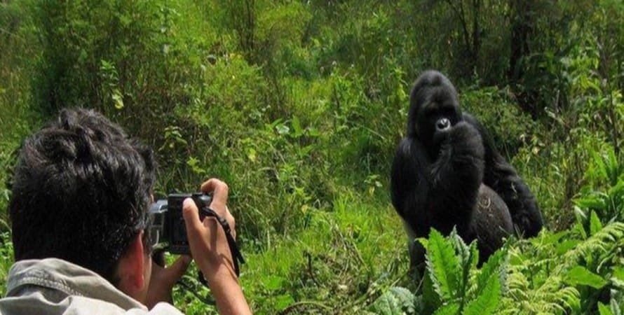 Rwanda Gorilla Photography Experience