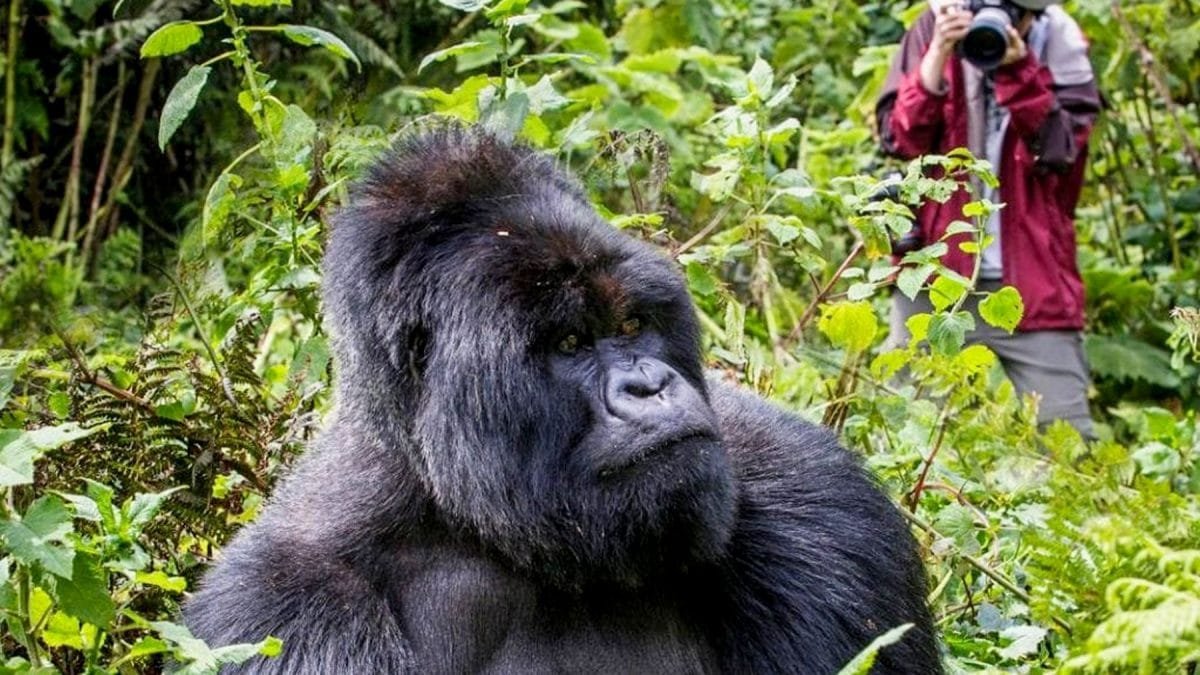 Gorilla Photography Safari Experience