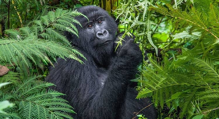 Rwanda Gorilla Safari Experience