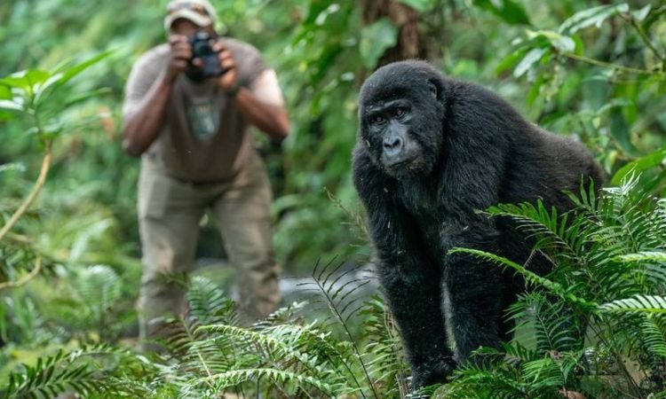 Gorilla Safari Experience