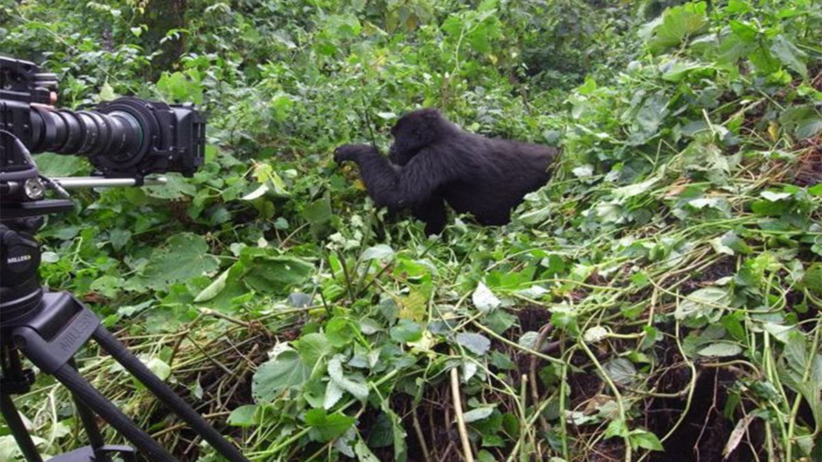 Gorilla Trekking Safari Experience