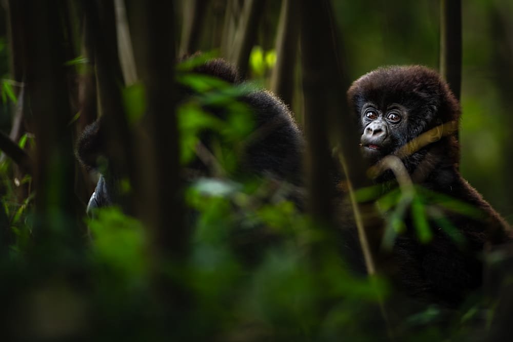 Rwanda Family Safari Experience