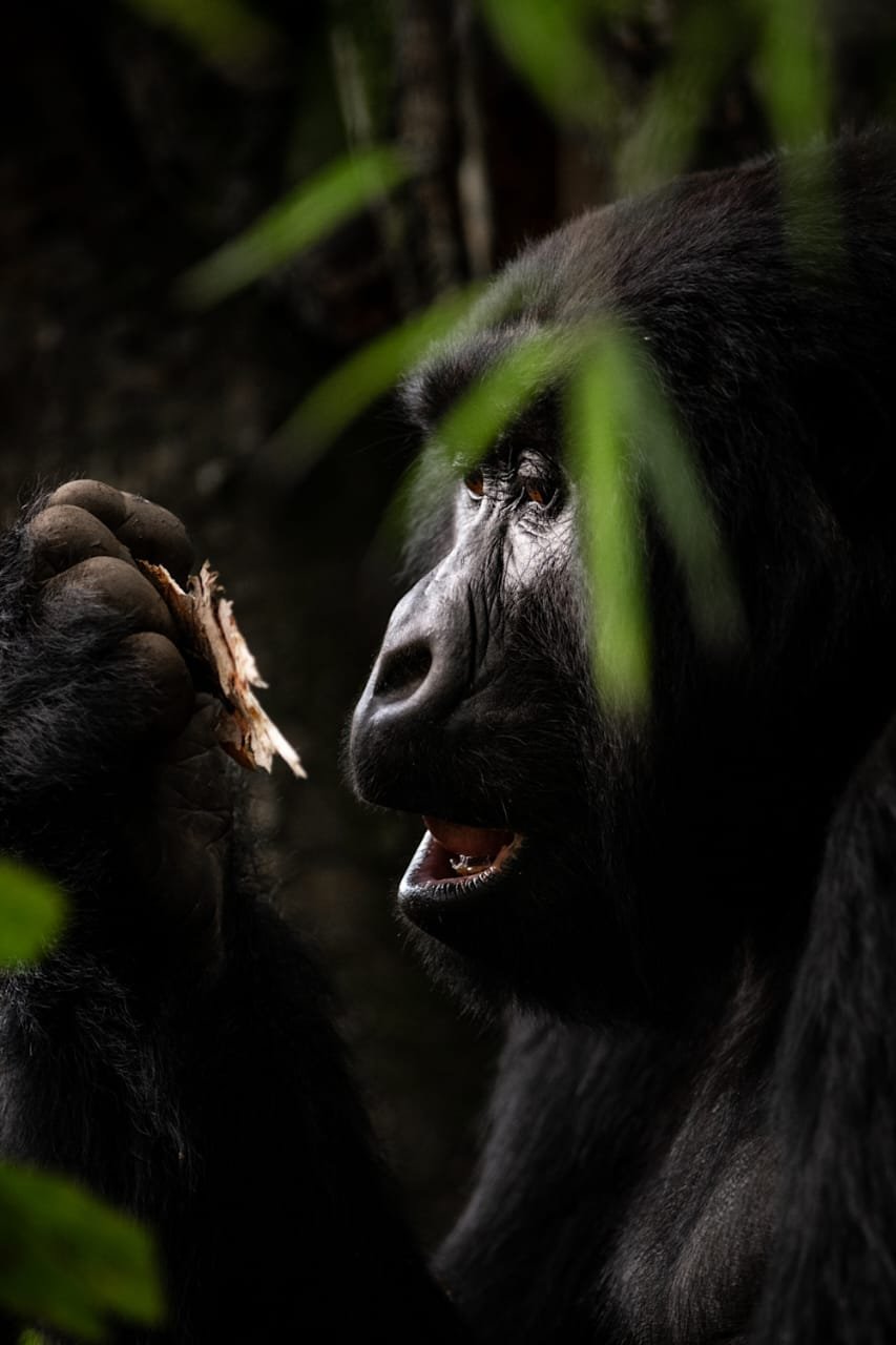Rwanda Safari Experience