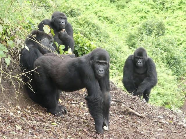 Rwanda Safari Experience