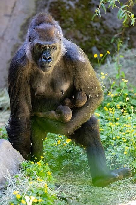 Rwanda Safari Experience