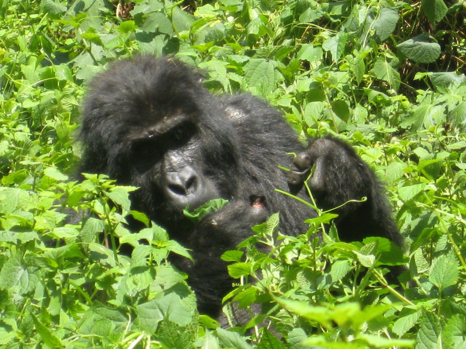 Why Choose Gorilla Trekking Tours
