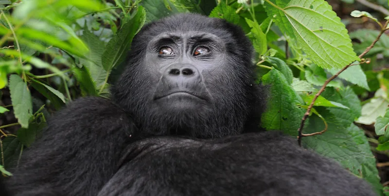 Why Gorilla Trekking is Cheaper in Uganda Compared to Rwanda