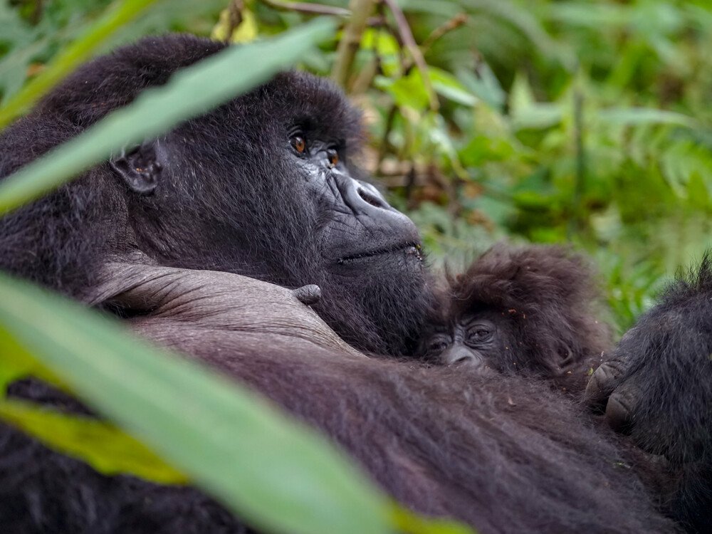 Why Timing Matters for Luxury Gorilla Trekking