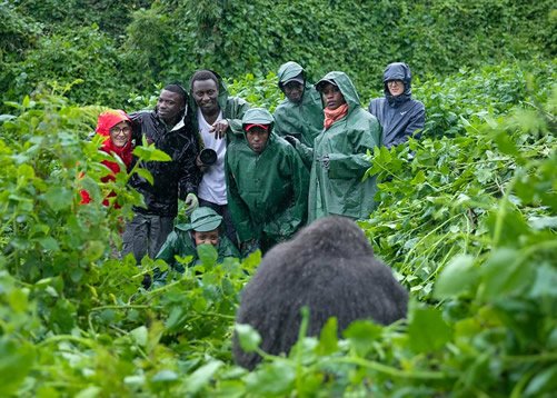 Why Timing Matters for Luxury Gorilla Trekking in Rwanda
