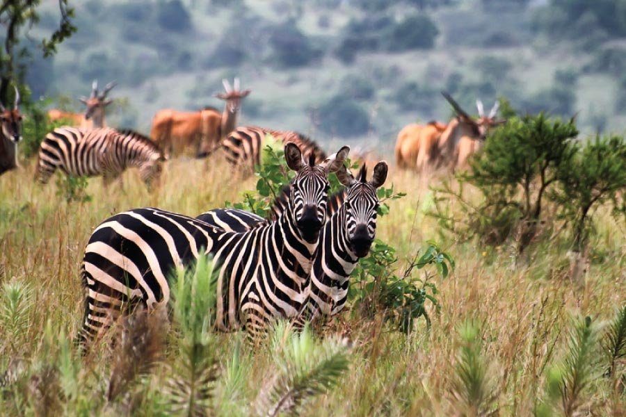 Zebras in Akagera National Park Rwanda