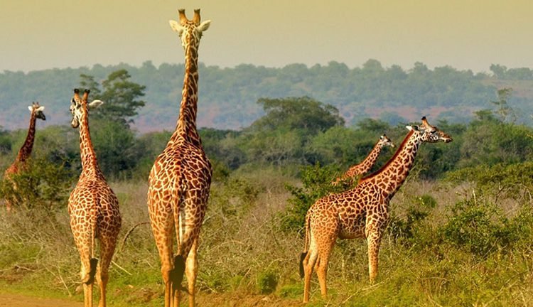 Akagera National Park Safari in Rwanda