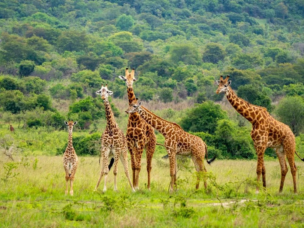 Akagera National Park Safari in Rwanda