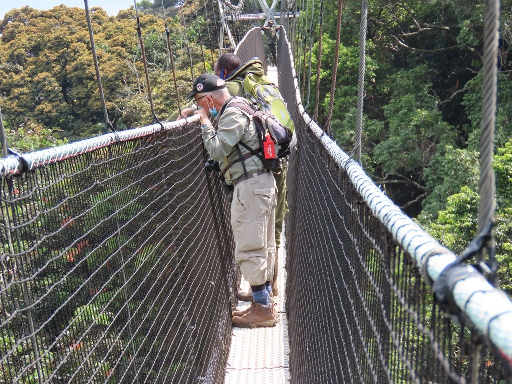 Birding from Canopy Walkway Nyungwe Forest Rwanda