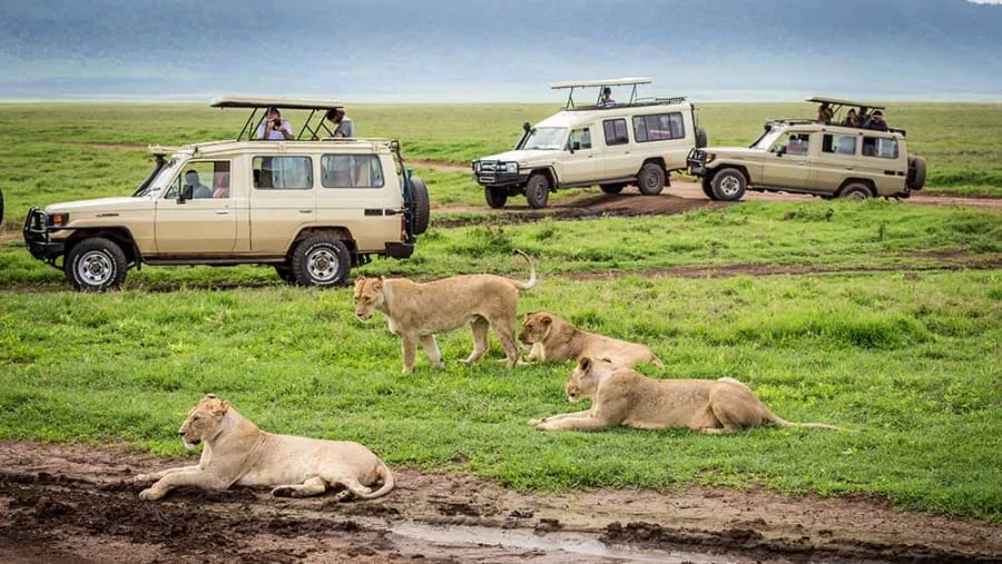 Rwanda Safari Experience