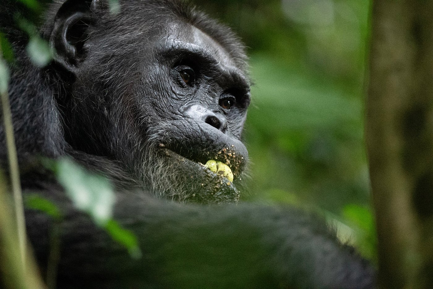 Chimpanzee Trekking Safari in Rwanda