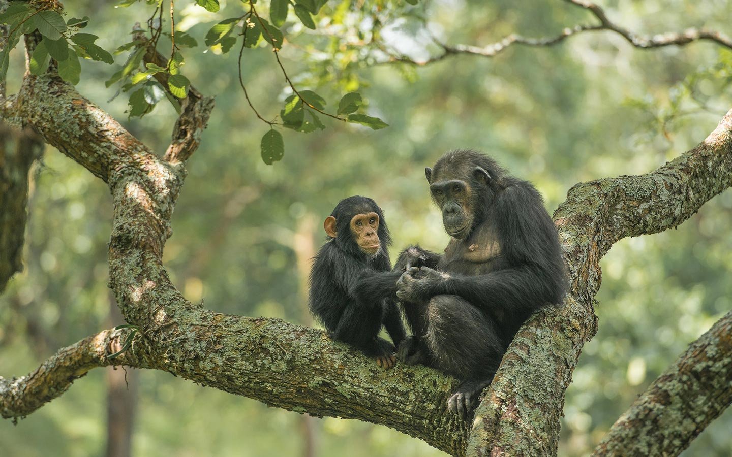 Chimpanzee Trekking Experience Uganda
